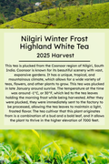 Nilgiri Winter White