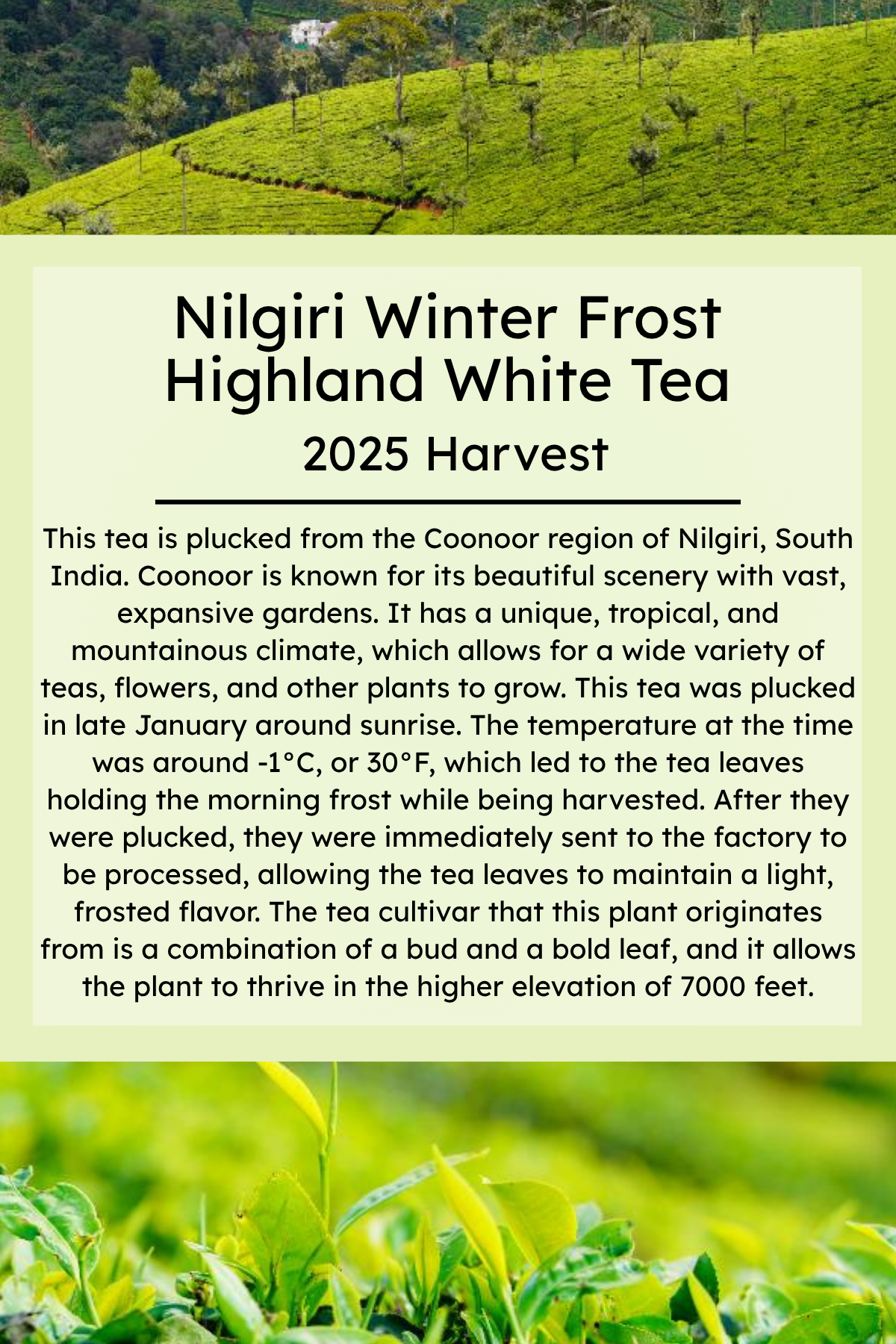 Nilgiri Winter White