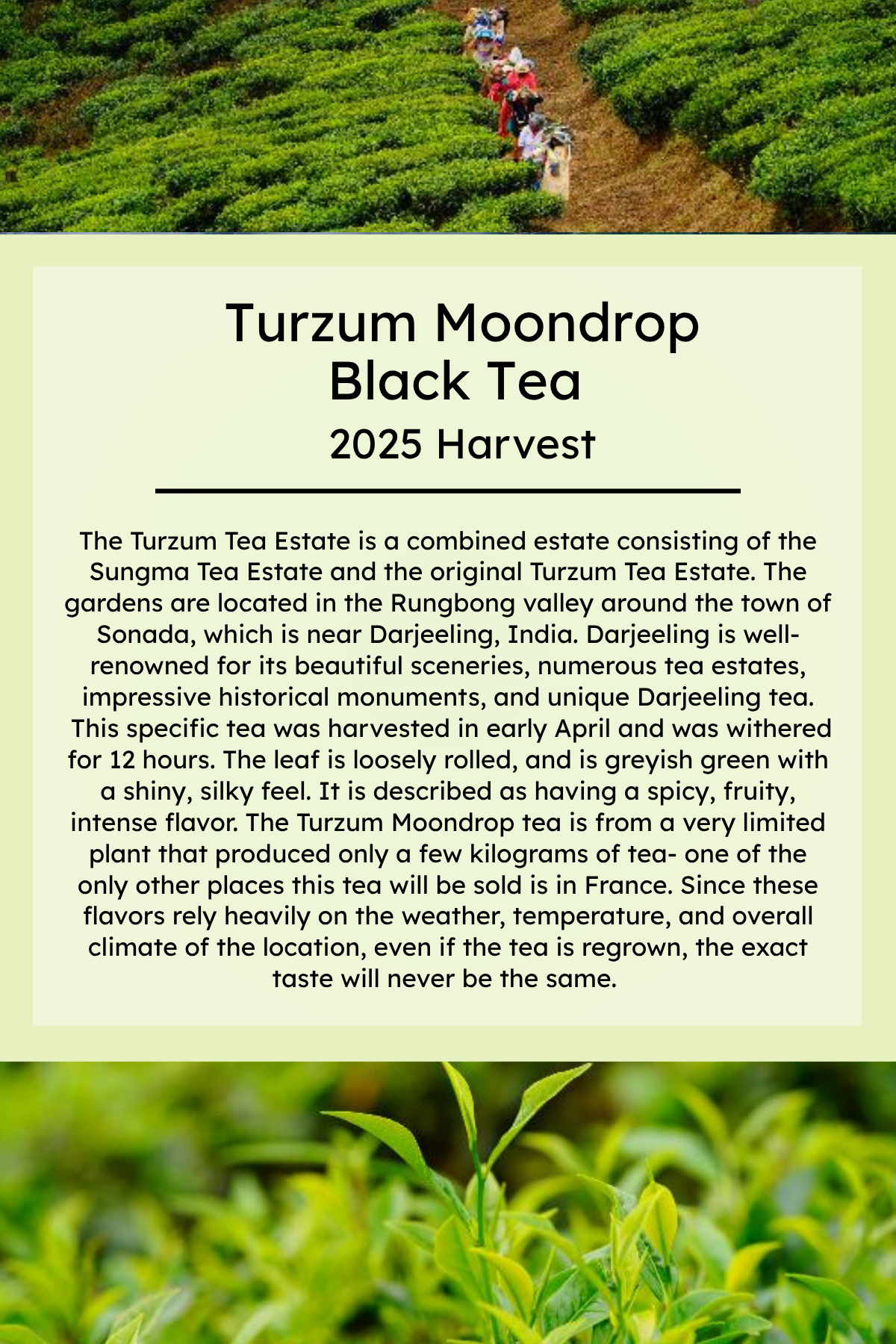 Turzum Moon Drop